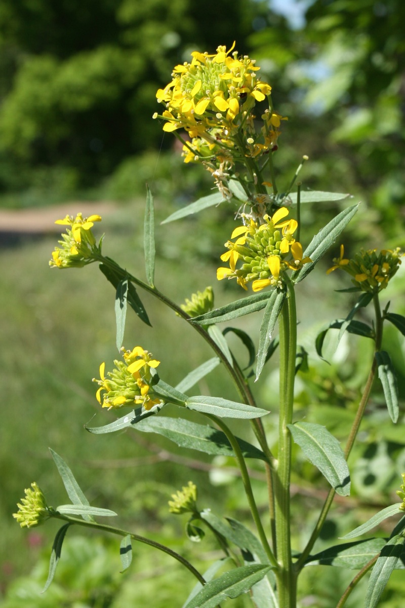 Image of Erysimum hieraciifolium specimen.