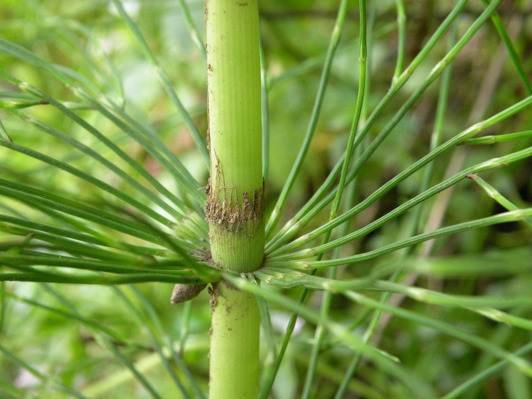 Image of Equisetum telmateia specimen.