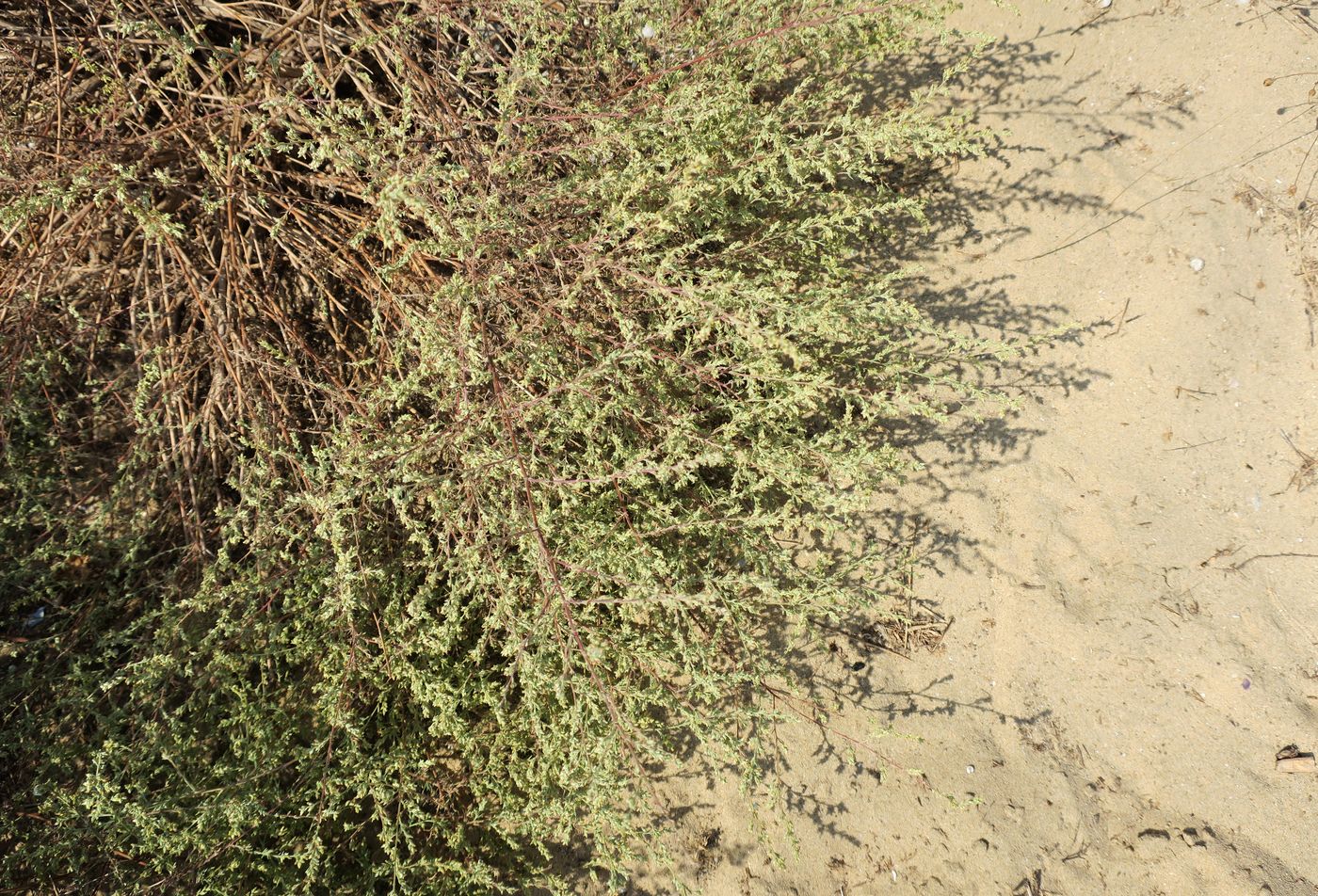 Image of Artemisia arenaria specimen.