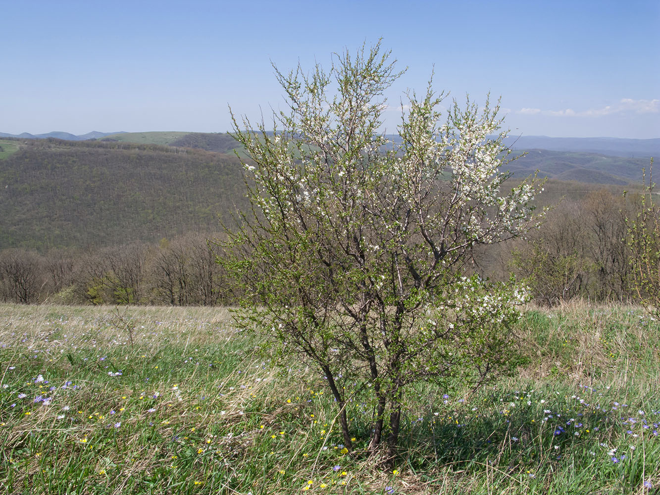 Image of Prunus cerasifera specimen.