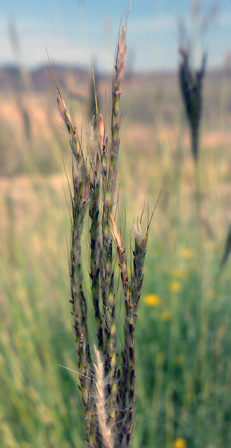 Image of Bothriochloa ischaemum specimen.