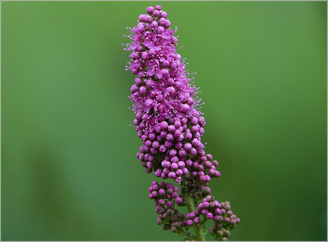 Image of Spiraea &times; billardii specimen.