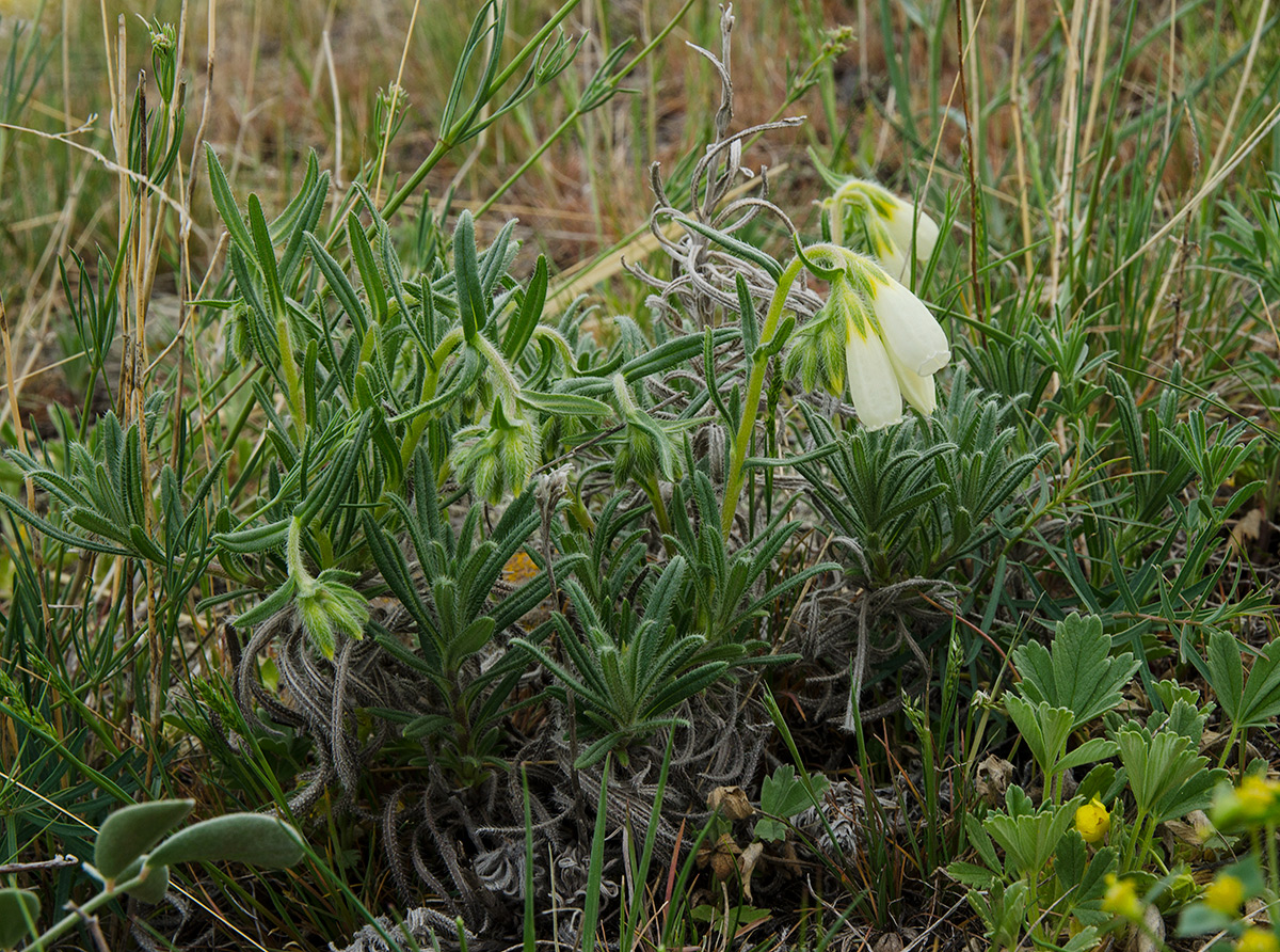 Изображение особи Onosma simplicissima.