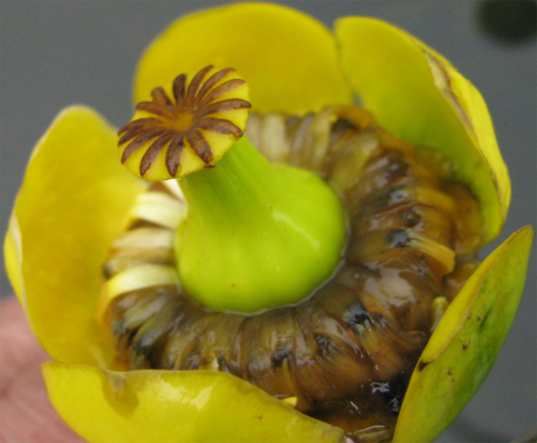 Image of Nuphar &times; spenneriana specimen.