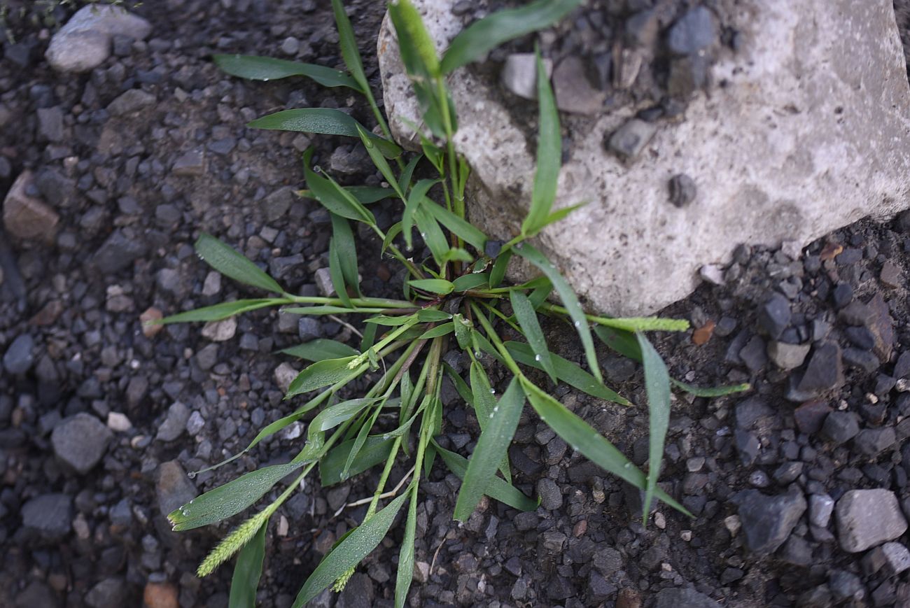 Image of genus Setaria specimen.