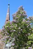 Syringa vulgaris. Часть кроны цветущего растения. Ленинградская обл., г. Приморск, окр. кирхи Св. Марии Магдалины, в озеленении. 11.06.2023.