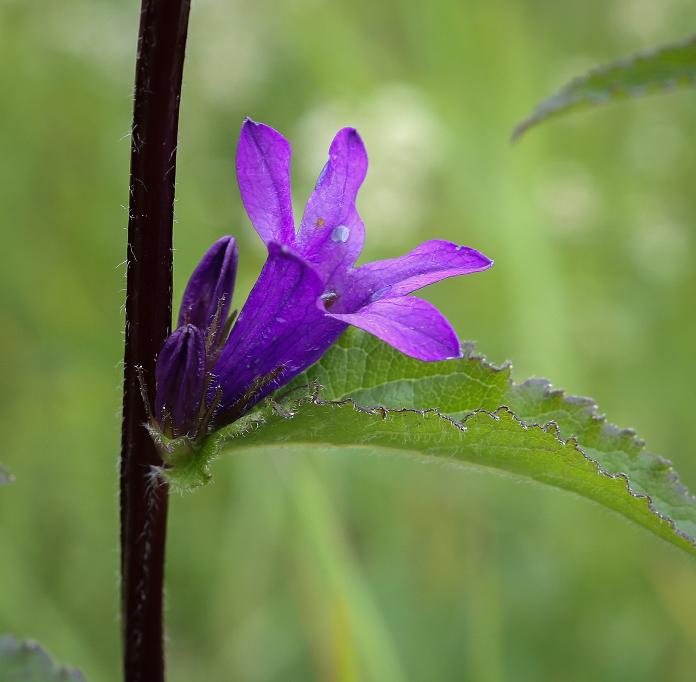 Image of Campanula glomerata specimen.