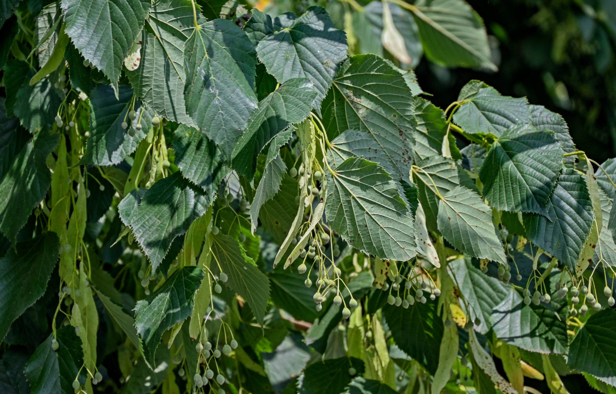 Image of genus Tilia specimen.