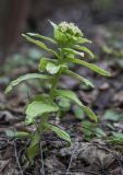 Petasites amplus. Цветущее растение. Московская обл., Сергиево-Посадский р-н, пос. Абрамцево, обочина проезжей части улицы. 16 апреля 2024 г.