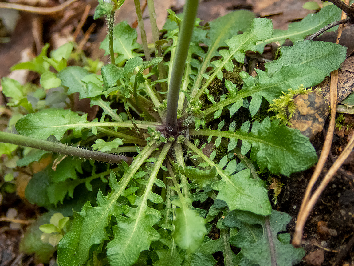 Изображение особи Arabidopsis arenosa.