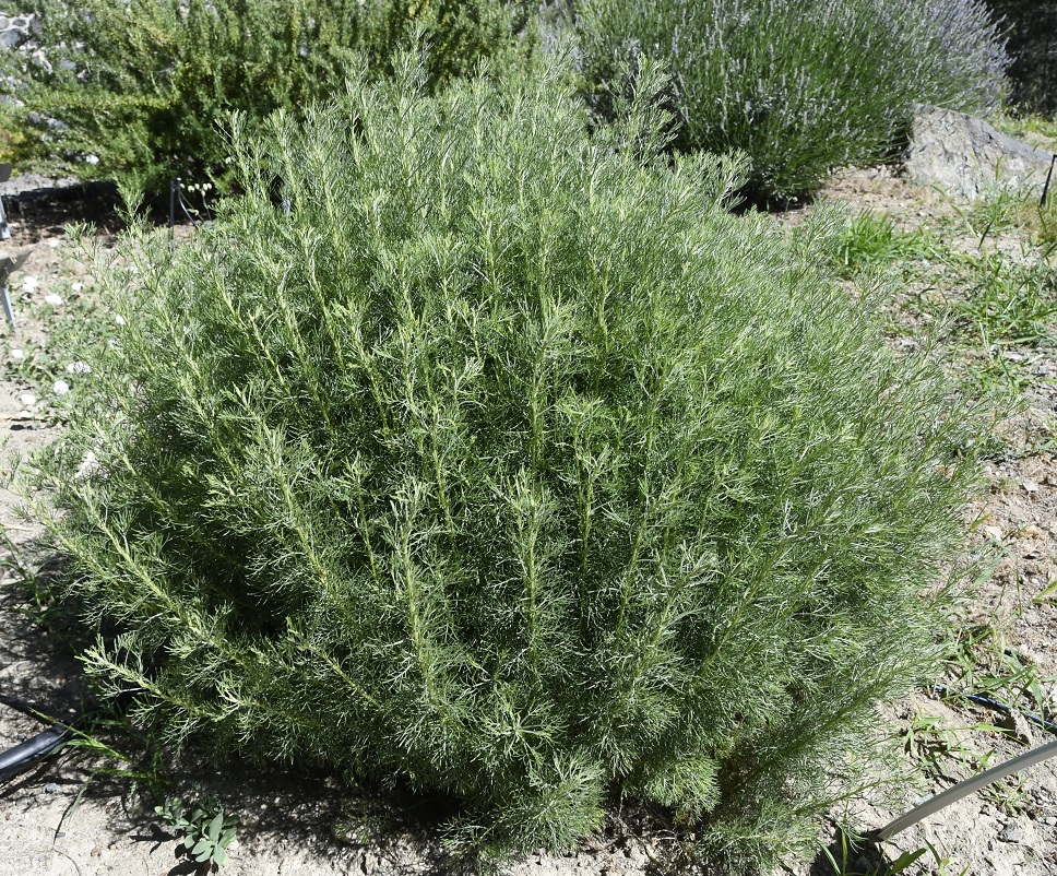 Image of genus Artemisia specimen.