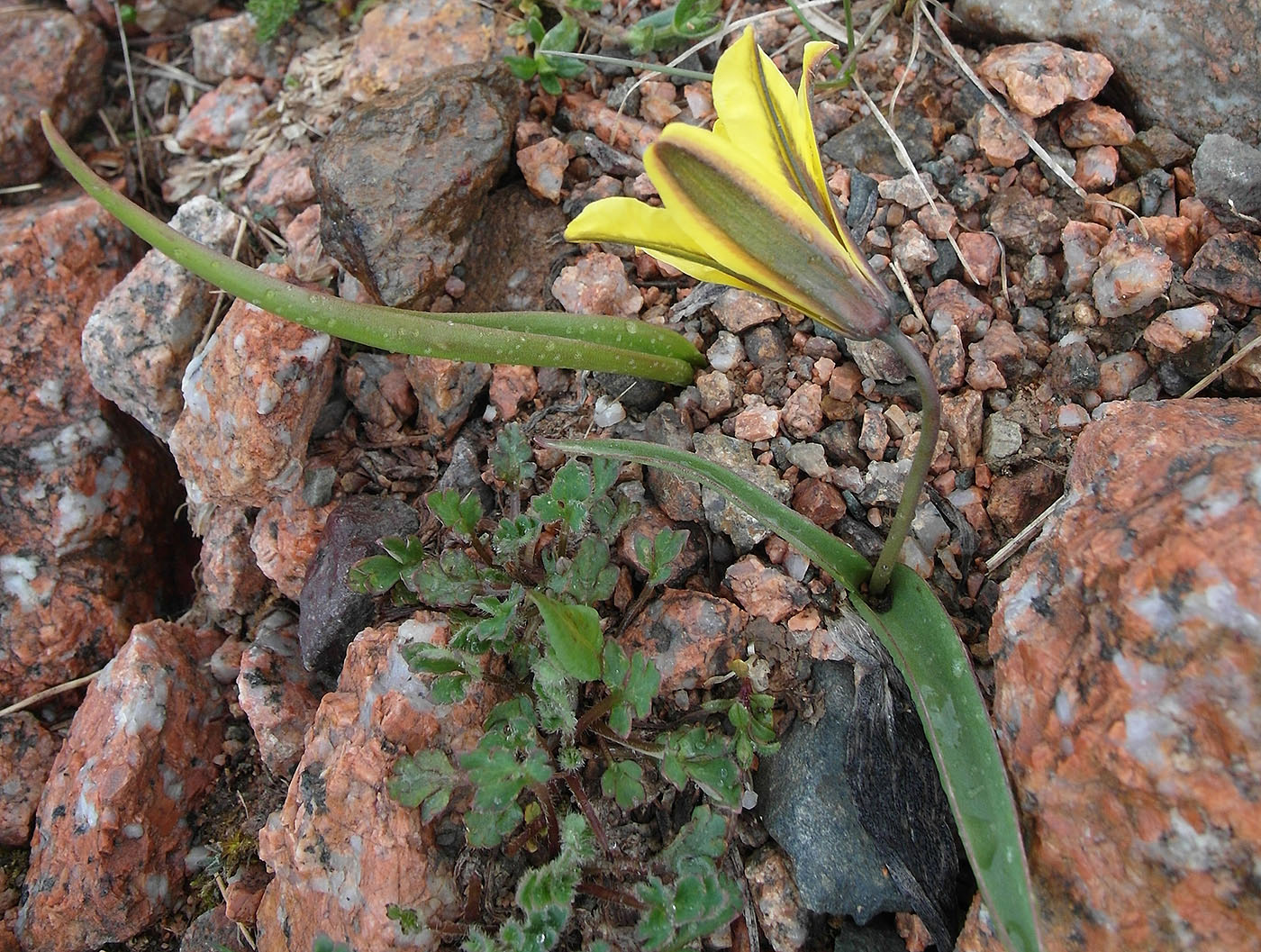 Изображение особи Tulipa heterophylla.