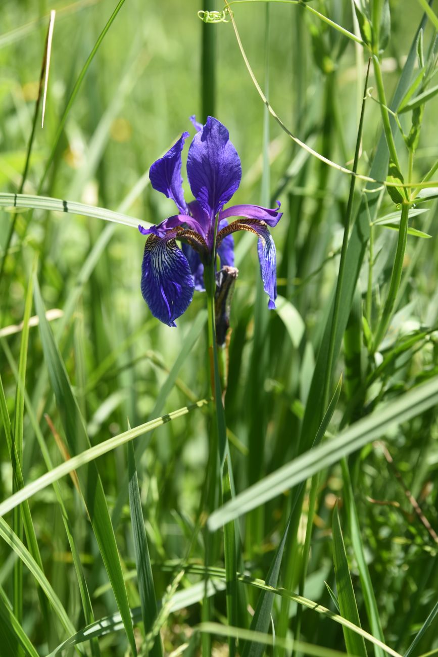 Изображение особи Iris sibirica.