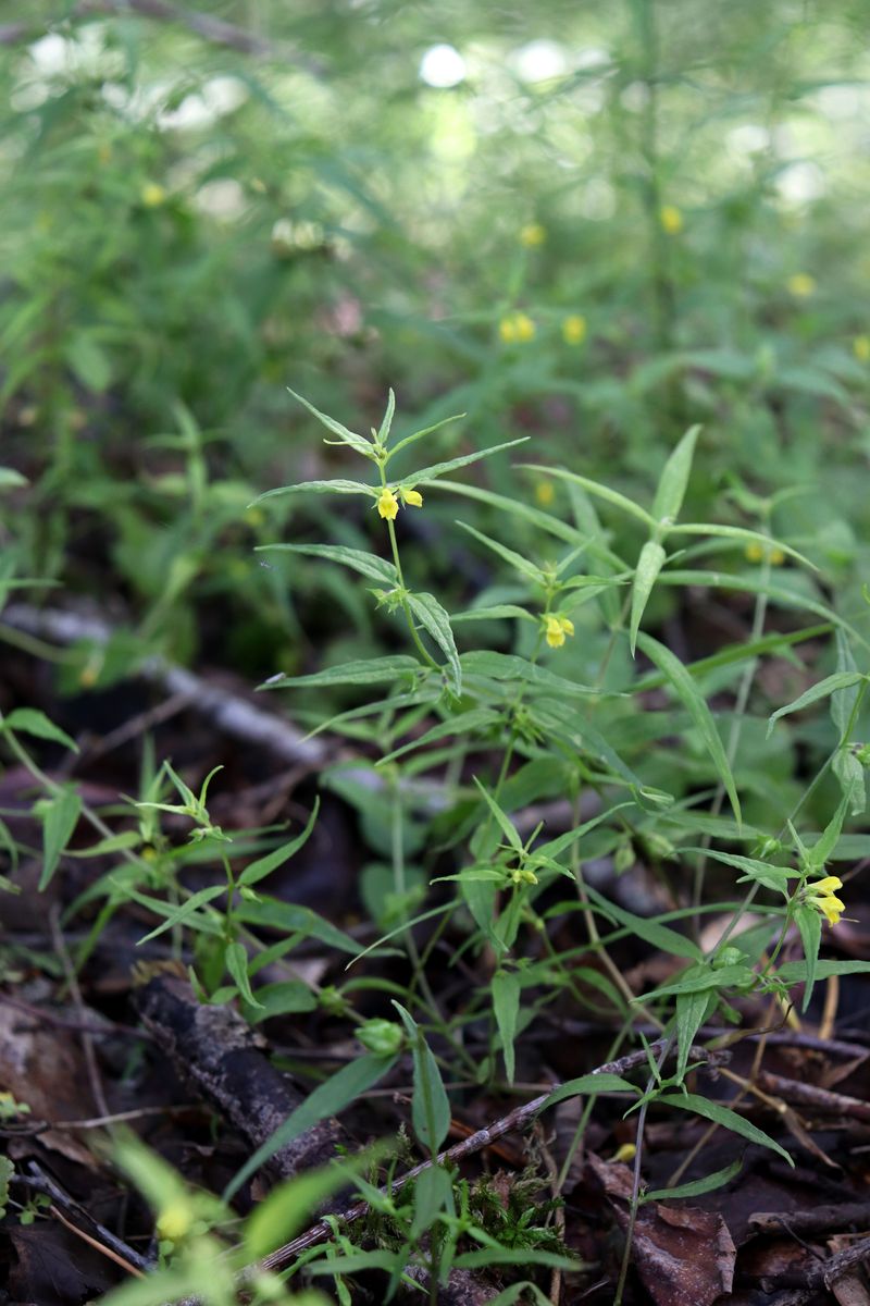 Image of Melampyrum sylvaticum specimen.