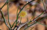 Calligonum polygonoides. Плод и побеги. Египет, мухафаза Эль-Гиза, оазис Бахария, каменисто-песчаная пустыня. 30.04.2023.