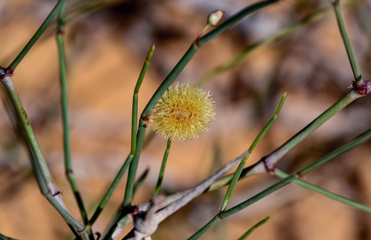 Изображение особи Calligonum polygonoides.