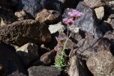 genus Pseudosedum