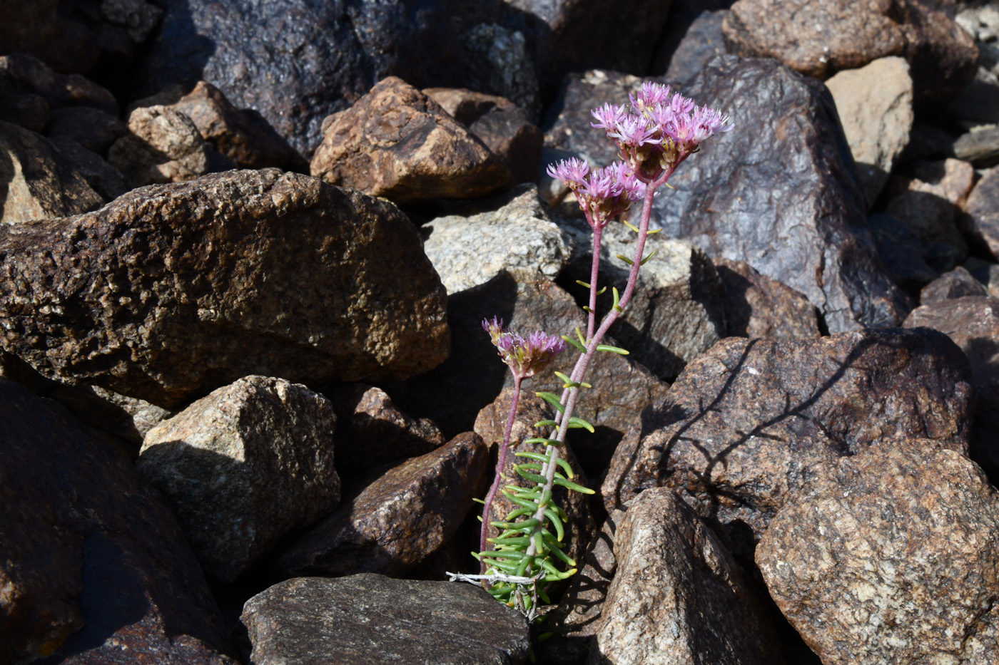 Изображение особи род Pseudosedum.