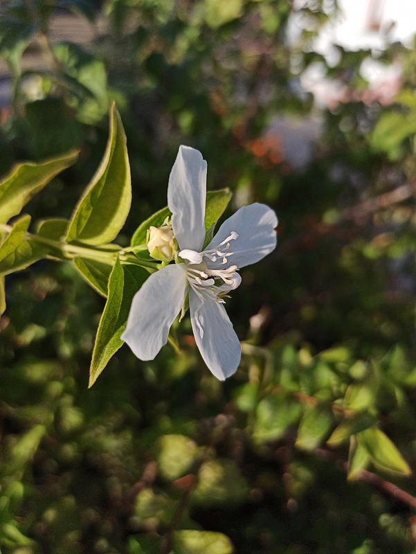 Изображение особи род Philadelphus.