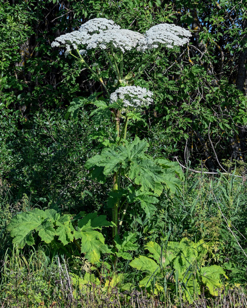 Image of Heracleum sosnowskyi specimen.