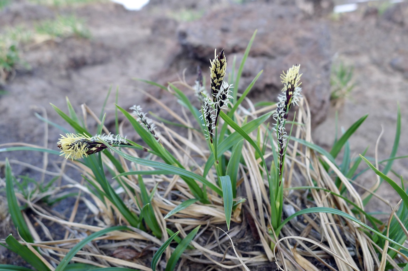 Изображение особи Carex bigelowii.