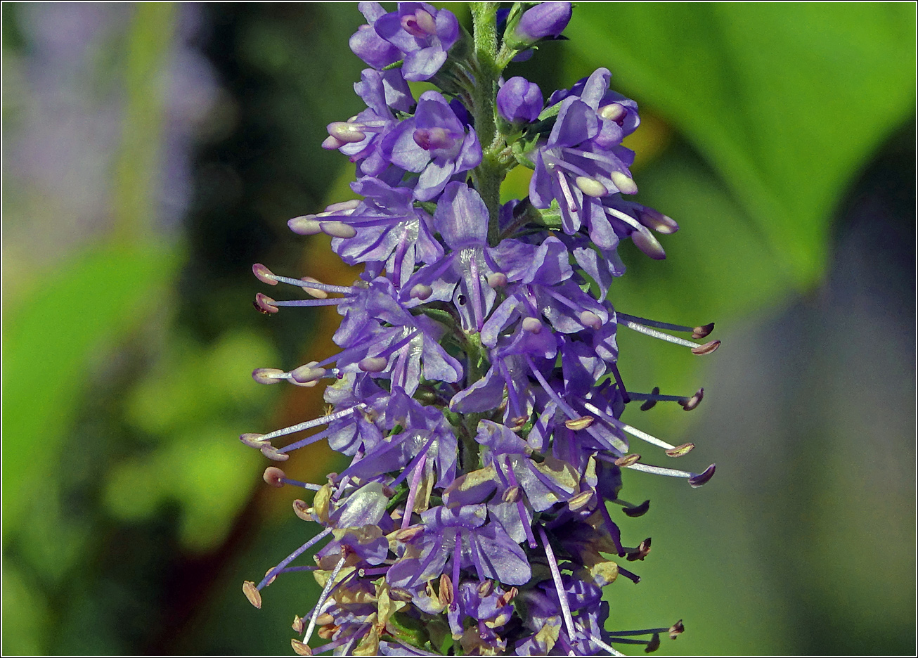 Изображение особи Veronica longifolia.