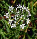 Allium ramosum