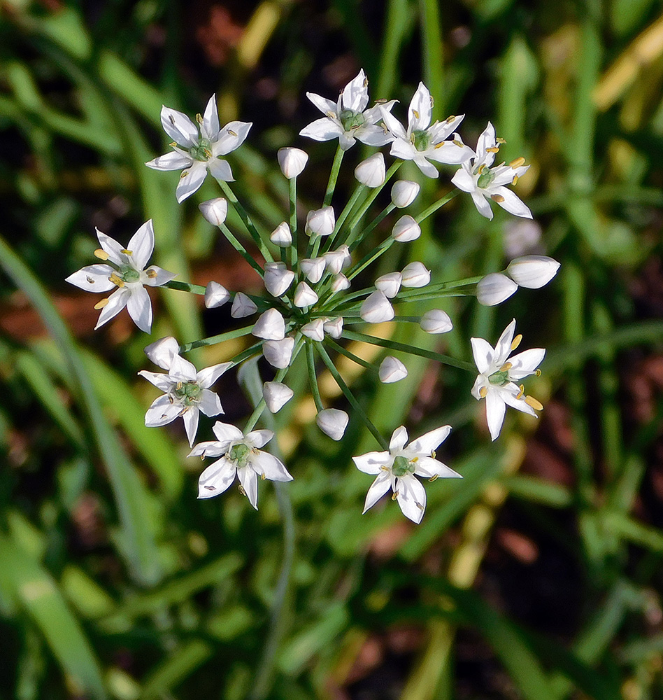 Image of Allium ramosum specimen.