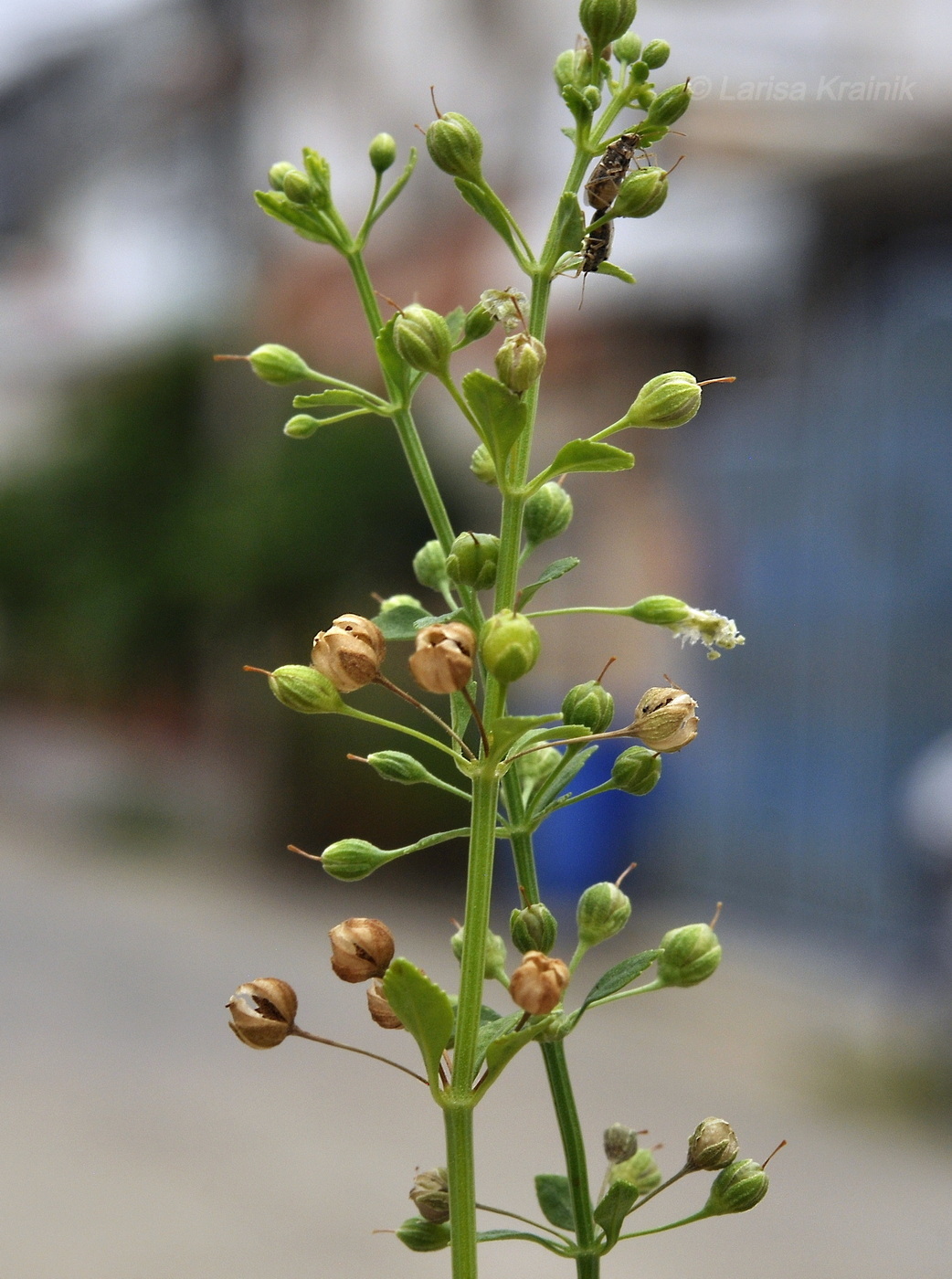 Image of Scoparia dulcis specimen.