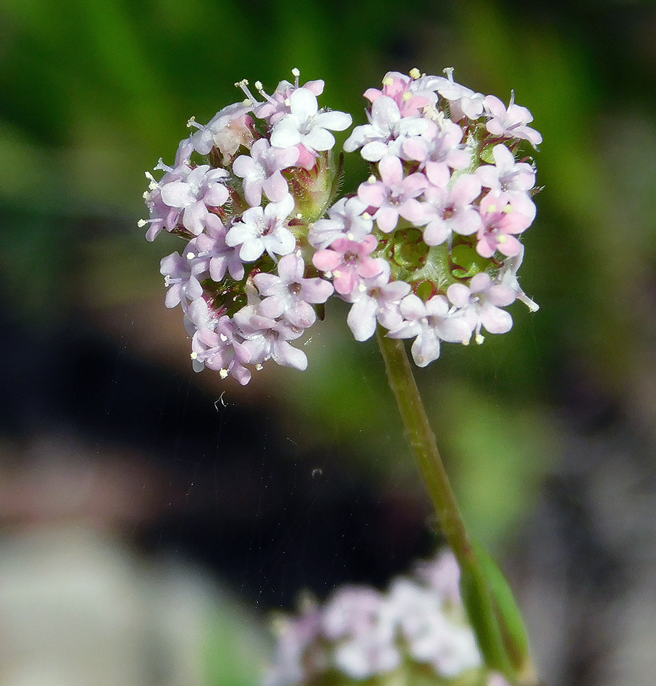 Image of Valerianella coronata specimen.