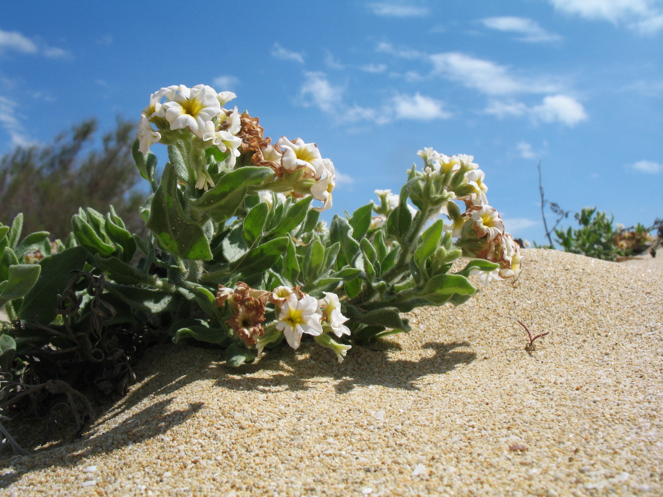 Image of Argusia sibirica specimen.