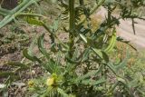 Cirsium szovitsii. Средняя часть стебля цветущего растения с листьями и развивающимися соцветиями. Кабардино-Балкария, Черекский р-н, окр. с/п Верхняя Балкария, левый борт дол р. Хашхасу, ≈ 2100 м н.у.м., мелкощебнистая осыпь из ожелезнённого песчаника. 31.07.2024.