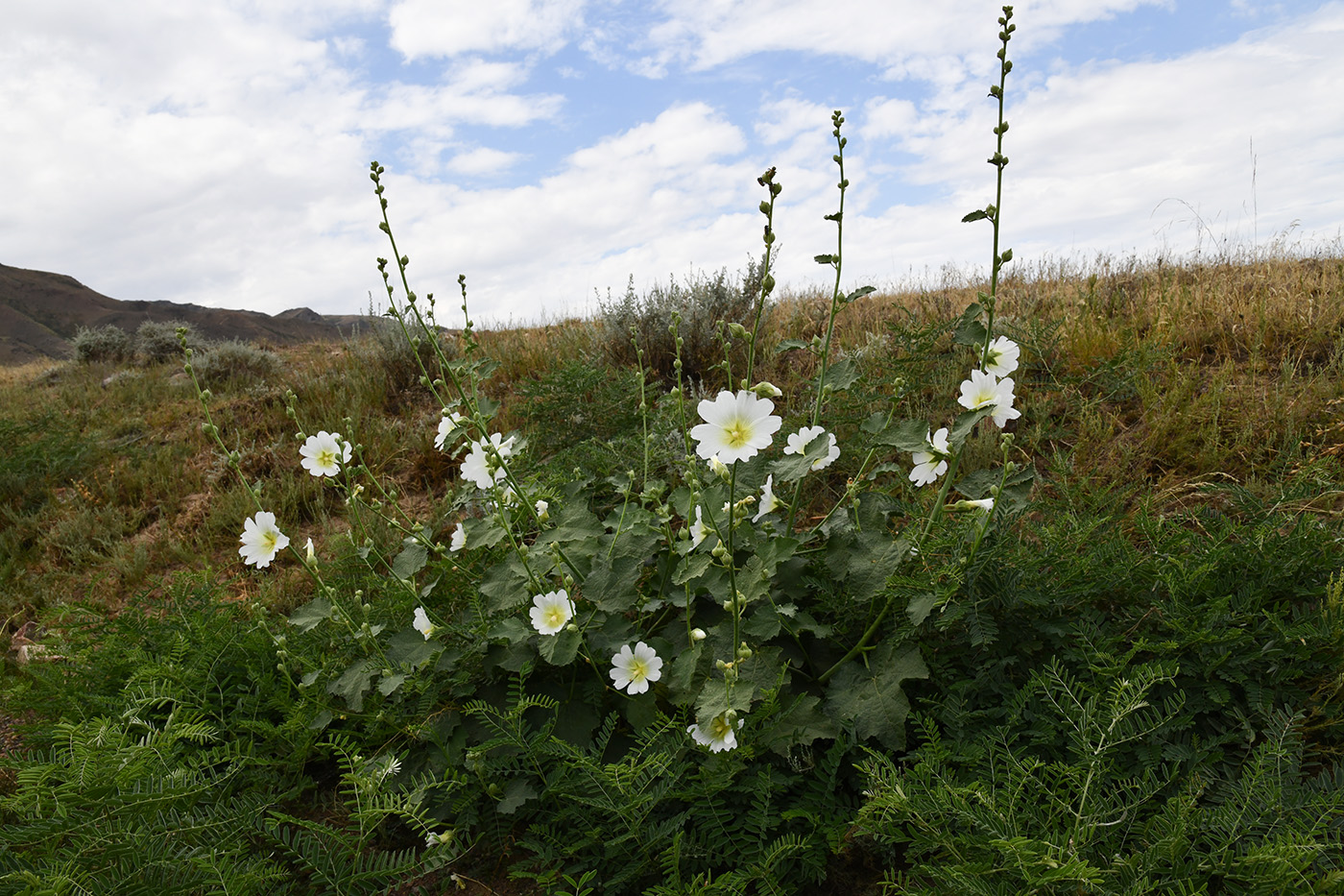 Изображение особи Alcea nudiflora.