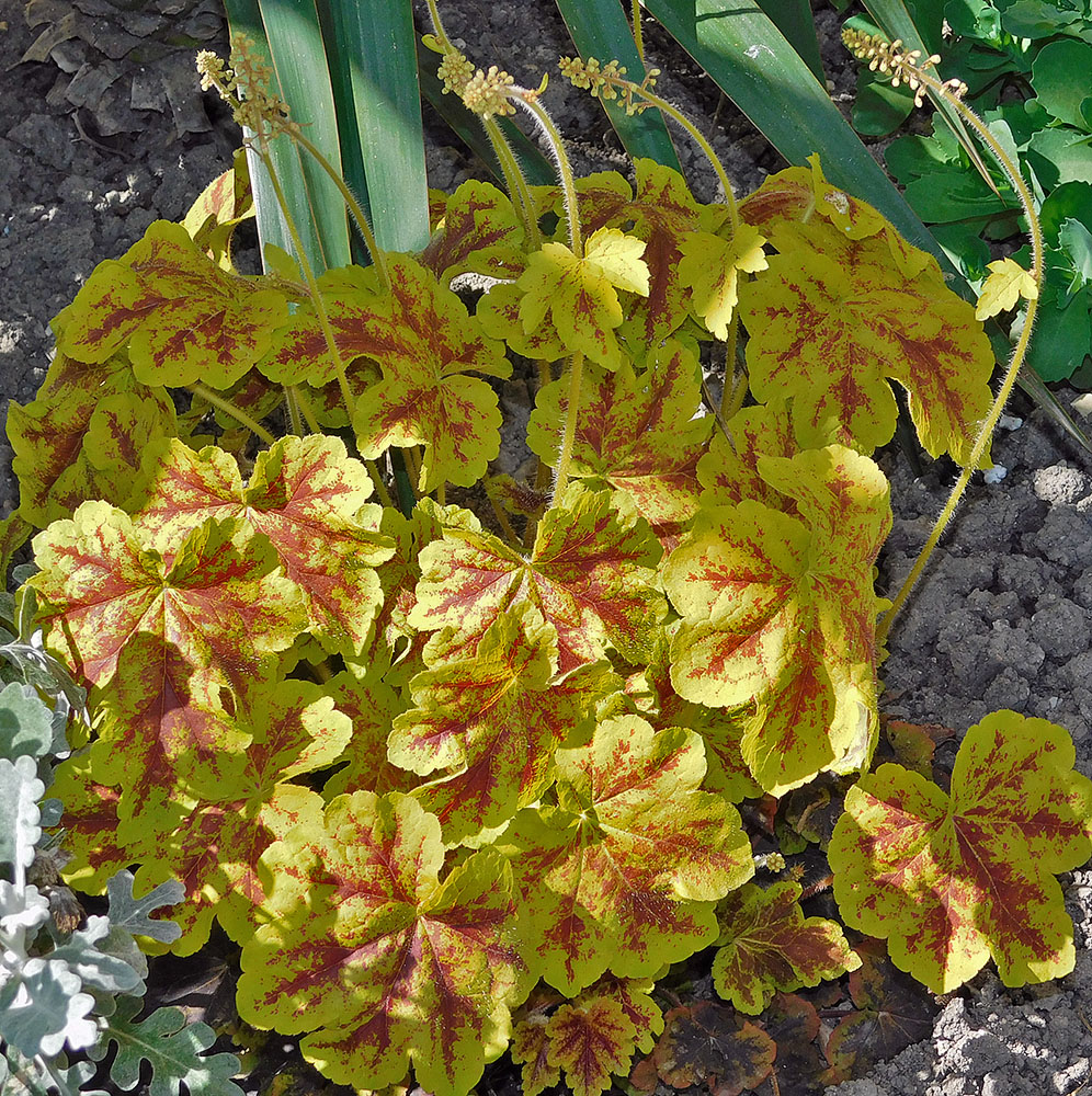 Image of Heuchera × hybrida specimen.