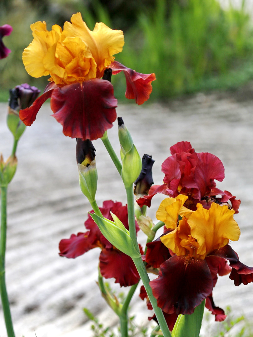 Изображение особи род Iris.