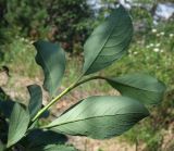 Смотреть изображение Salix arctica
