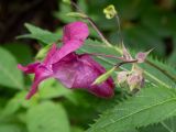 Смотреть изображение Impatiens glandulifera