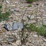Смотреть изображение семейство Apiaceae