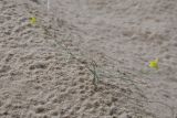 Смотреть изображение род Linaria