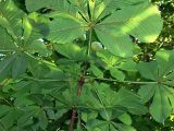 Aesculus hippocastanum. Часть побега с плодами и листьями (вид снизу). Чувашия, г. Шумерля, городской парк. 29 июля 2008 г.