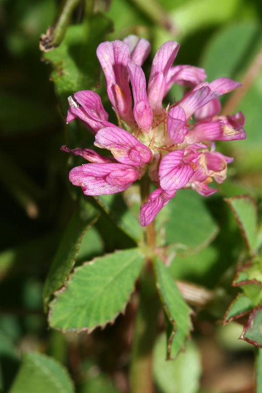 Image of Trifolium resupinatum specimen.