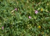 View full-size image genus Silene