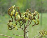 Смотреть изображение Quercus robur