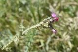 View full-size image Carduus arabicus