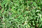 View full-size image Trifolium ambiguum