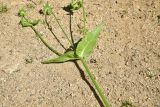 View full-size image Knautia montana