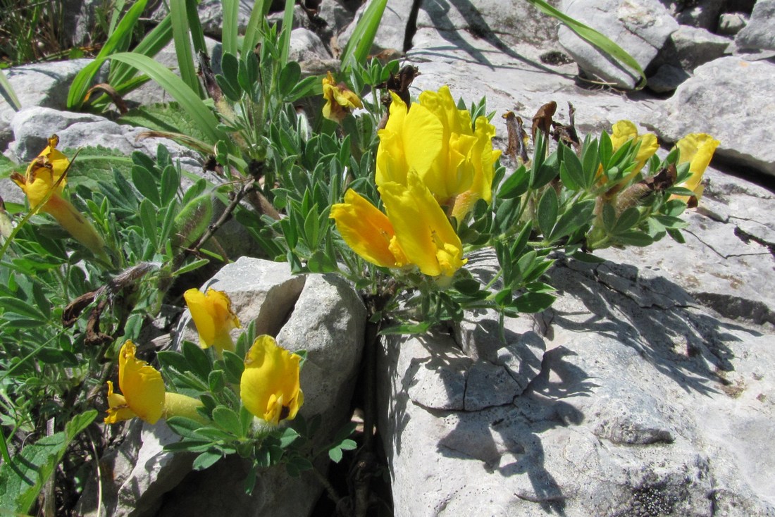 Image of Chamaecytisus polytrichus specimen.