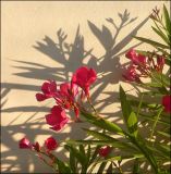 Nerium oleander. Побеги с соцветиями. Италия, Эмилия-Романья, провинция Пьяченца, Феррьере. 22 июля 2010 г.