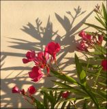 Nerium oleander