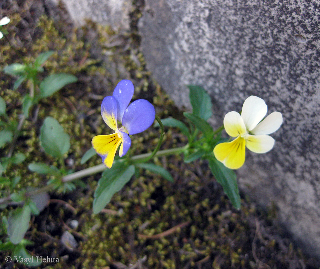 Изображение особи Viola tricolor.